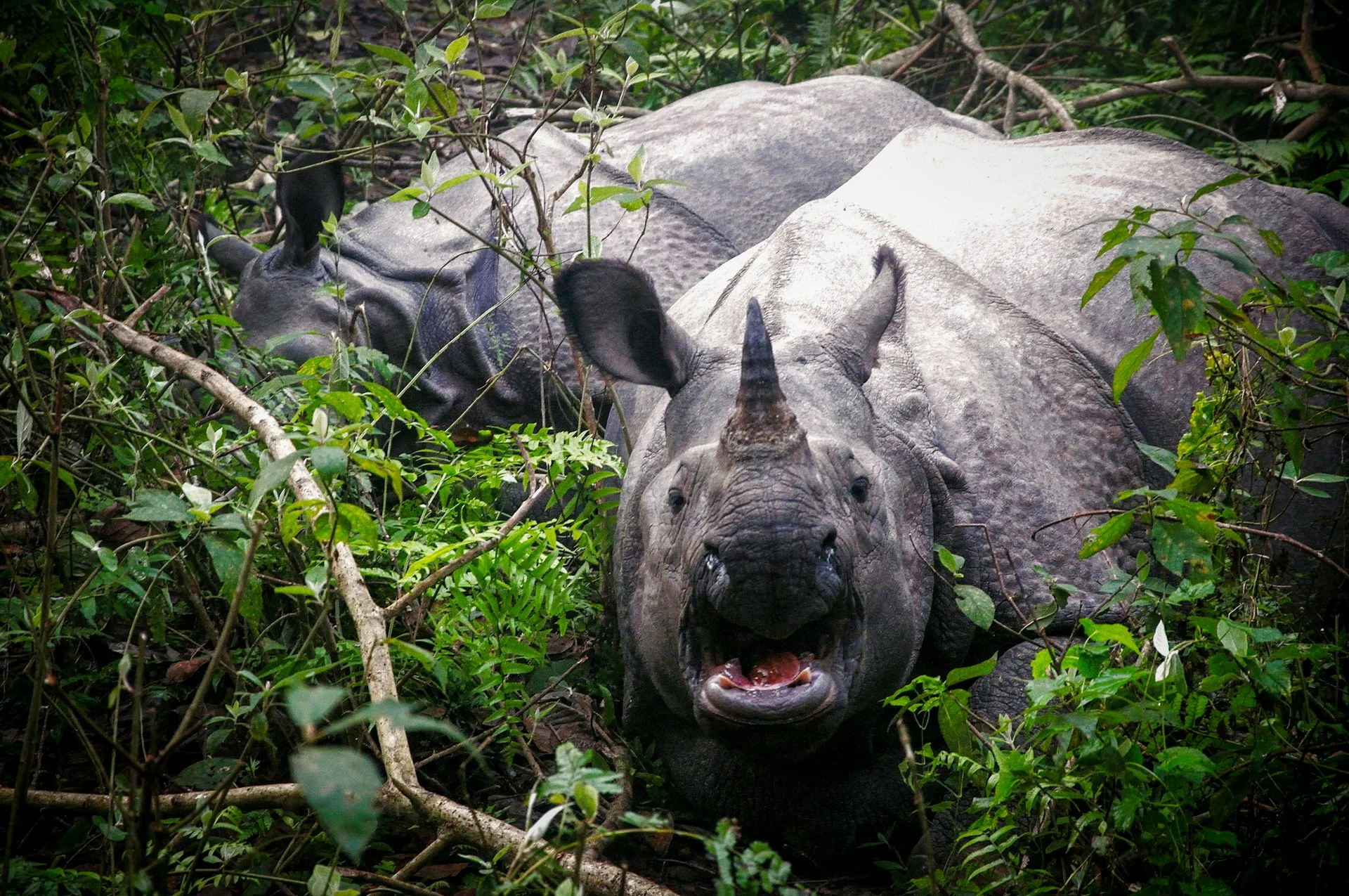 Two one-horned rhinoceroses in Chitwan National Park